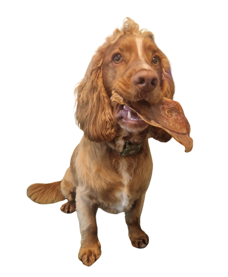 Pig Ear