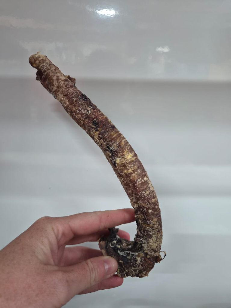 Goat Tube